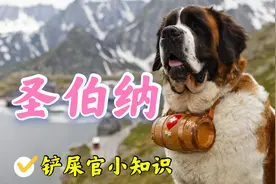 作为一个国家的象征，人类守护神，瑞士国宝圣伯纳犬了解一下视频封面