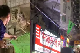 高空抛“猫”！深圳一住宅高层掉落品种猫，险挂低层商户罩网保命视频封面