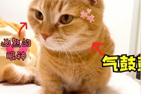 当打扰猫咪睡觉时，它气的差点没把我吃咯