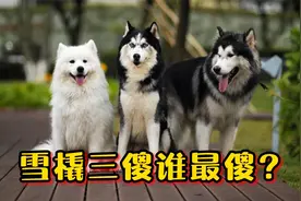 狗界颜值巅峰的雪橇三傻，谁更傻？视频封面