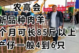 农高会，新品种肉羊，生长快肉质好产仔多等特点，大家来了解下视频封面