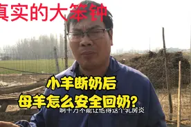 小羊断奶后，母羊应该怎样回奶?讲一下我家的笨办法视频封面