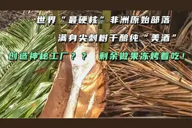 世界硬核非洲原始部落，满尖刺树干酿美酒，创神秘工厂，渣做果冻视频封面
