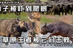 动物世界：狮子被吓到爬树，草原之王被它们击败了视频封面