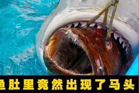 5个被鲨鱼吞下的奇葩物品，鲨鱼表示后悔极了视频封面