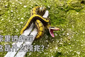 家里进蛇是什么预兆？俗话说青龙入宅升官发财！实拍蛇进居民家里视频封面