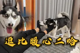 爸爸累得睡着了，懂事儿的二哈帮着爸爸脱袜子，可我却憋不住笑了视频封面