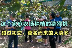 这个家庭农场种植的猕猴桃，甜过初恋，慕名而来的消费者真多视频封面