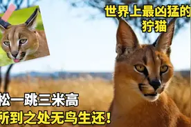猫界的捕猎杀手，速度直追猎豹，轻松捕杀胡狼视频封面
