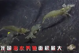 南美白对虾喜欢这样吃视频封面