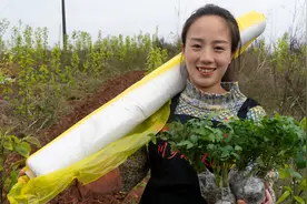 四川天气不稳定，种植水果番茄不容易，还好小妹有妙招视频封面