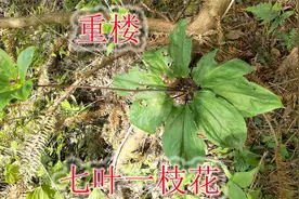 七叶一枝花学名“重楼”，珍贵的蛇药植物，用途与价值了解吗？视频封面
