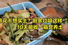养花不想买土？厨余垃圾这样“翻堆”，10天能收一箱营养土视频封面
