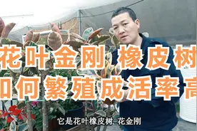 花叶金刚橡皮树，如何繁殖成活率高？视频封面