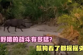 草原二哥不敢攻击野猪，野猪的战斗力到底有多强？一猪二熊三老虎视频封面