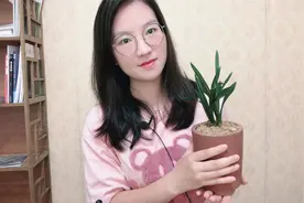 春兰“3矮”，矮种荷瓣名品。第一个品种香气浓郁，案台必备。视频封面
