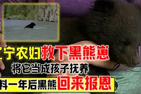 辽宁村民救下黑熊，把它当成孩子抚养，不料一年后黑熊回来报恩视频封面
