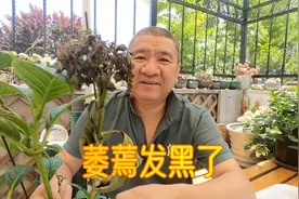 大花绣球的花苞突然“黑了”怎么回事？这三方面找找原因吧！视频封面