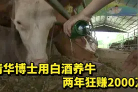 清华博士放弃5亿年薪，回家用白酒养牛，两年狂赚2000万视频封面