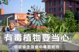 院子里种有毒植物要当心，邻居误食中毒了要赔钱视频封面