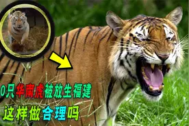 野外灭绝20年后，20只华南虎被放生，它们能在野外生存吗？视频封面