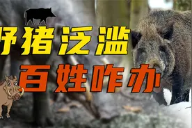 保护动物野猪成灾，猎杀一斤给十块，这钱老百姓能挣吗？视频封面