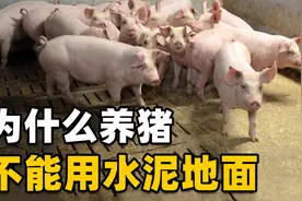水泥地养猪危害大，养猪户损失惨重，只因为不了解“水泥病”！视频封面
