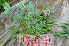水生草本植物“鸭舌草”，有3大用途与价值，农村当危害杂草除视频封面