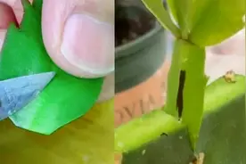 高清演示蟹爪兰的嫁接过程和方法！使用这个方法成活率高生长快！视频封面