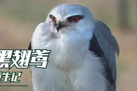 【猛禽救助-黑翅鸢】烂嘴黑翅鸢重生记视频封面