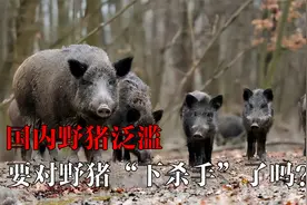 我国野猪泛滥成灾，河南要对野猪下手了，野猪的好日子要结束了？视频封面
