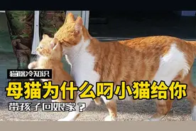 母猫为什么会把小猫叼给你，背后原因你知道吗？视频封面