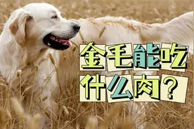 金毛能吃什么肉？这些是狗狗能吃的肉类视频封面