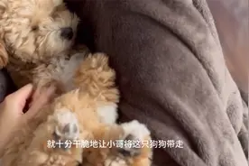 主动登门的流浪狗，既不养也不让带走，老人：送了得出事视频封面