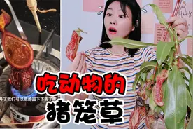 吃动物的“猪笼草”见过吗？任何昆虫都能吃，绝对是植物界杀手视频封面