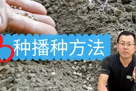 蔬菜的播种方法：3种播种方法，4个种植要点，是种植出苗的保证！