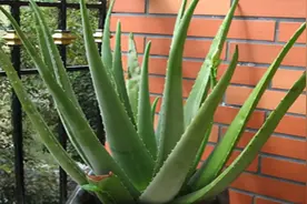 3种花会“催眠”，卧室养一盆，晚上睡得香，人养花，花更养人视频封面