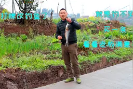 和海鲜一样好吃的花鲢鱼做法，细嫩鲜美入味，不得不佩服这做法牛视频封面