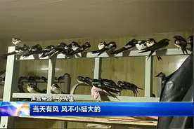 辽宁：罕见 200多只燕子扎堆儿进屋不愿离去视频封面
