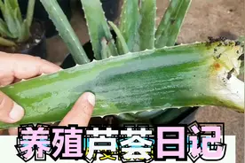 芦荟烂掉都不知道，看看如何救活它视频封面