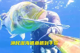 渔民潜海抓鱼抓到手软，每条大石斑鱼及鲹鱼，都是值钱很获！视频封面
