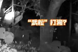 醉酒男子回家路上被狗激怒，脱外套与其单挑逗乐网友：武松打狗？视频封面