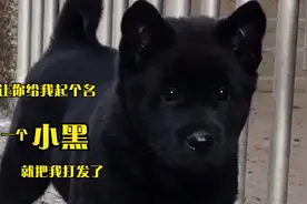 狗狗的毛色决定他的性格，你家狗狗是什么颜色的视频封面
