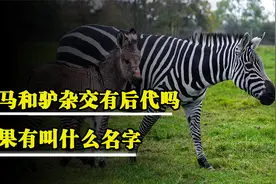 斑马和驴是怎么交配的？能产出什么物种？看完你就知道了视频封面