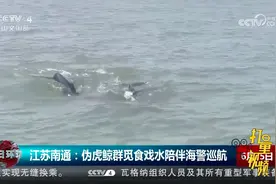 江苏南通：国家二级保护动物伪虎鲸群觅食戏水，陪伴海警巡航视频封面