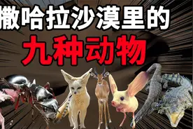 你见过不用喝水的动物吗？撒哈拉沙漠里竟然还生存着鳄鱼视频封面