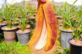 怎样用香蕉皮制作兰花肥料？3分钟教会你方法，新手记得收藏视频封面