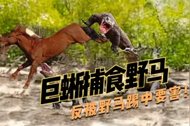 科莫多巨蜥捕杀野马，反被野马踢中要害，巨蜥：草率了！视频封面