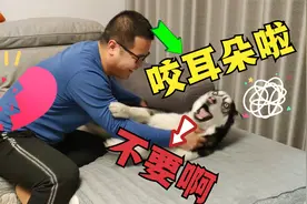 主人学网友咬狗狗耳朵，二哈急得嗷嗷大叫，惨烈得堪比杀猪现场视频封面