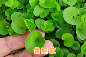 马蹄金俗称 “黄胆草”，它泡水喝的价值原来这么高，了解收藏吧视频封面